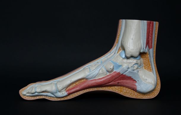 Ondt i foden, ondt i forfoden, smerter i forfoden. Behandling af nedsunken  forfod København, Køge, Ballerup - Osteopati fysioterapi