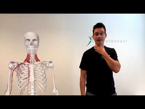 Scalener syndrom. TOS, Scaleneii Anterior. Behandling og Anatomi gennemgang.
